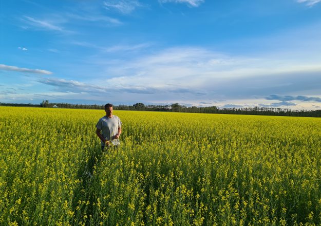 The image shows a man standing in a vibrant yellow canola field under a clear blue sky. The landscape is lush and expansive, stretching out to a line of trees in the distance. The man appears to be inspecting or enjoying the plants, indicating a connection to agriculture or a moment of appreciation for nature's beauty.